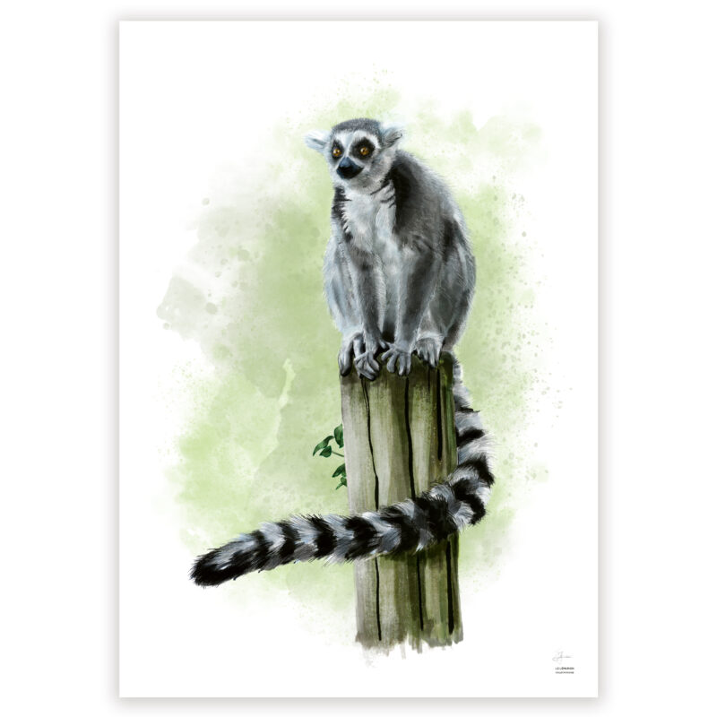 Illustration réaliste en couleur d'un lémurien assis sur un poteau en bois. Le Lémurien a un pelage gris clair et blanc. Sa queue est annelée, noire et blanche, enroule légèrement le poteau en bois. Le primate est entouré d'un vert pomme, façon tâche d'aquarelle.