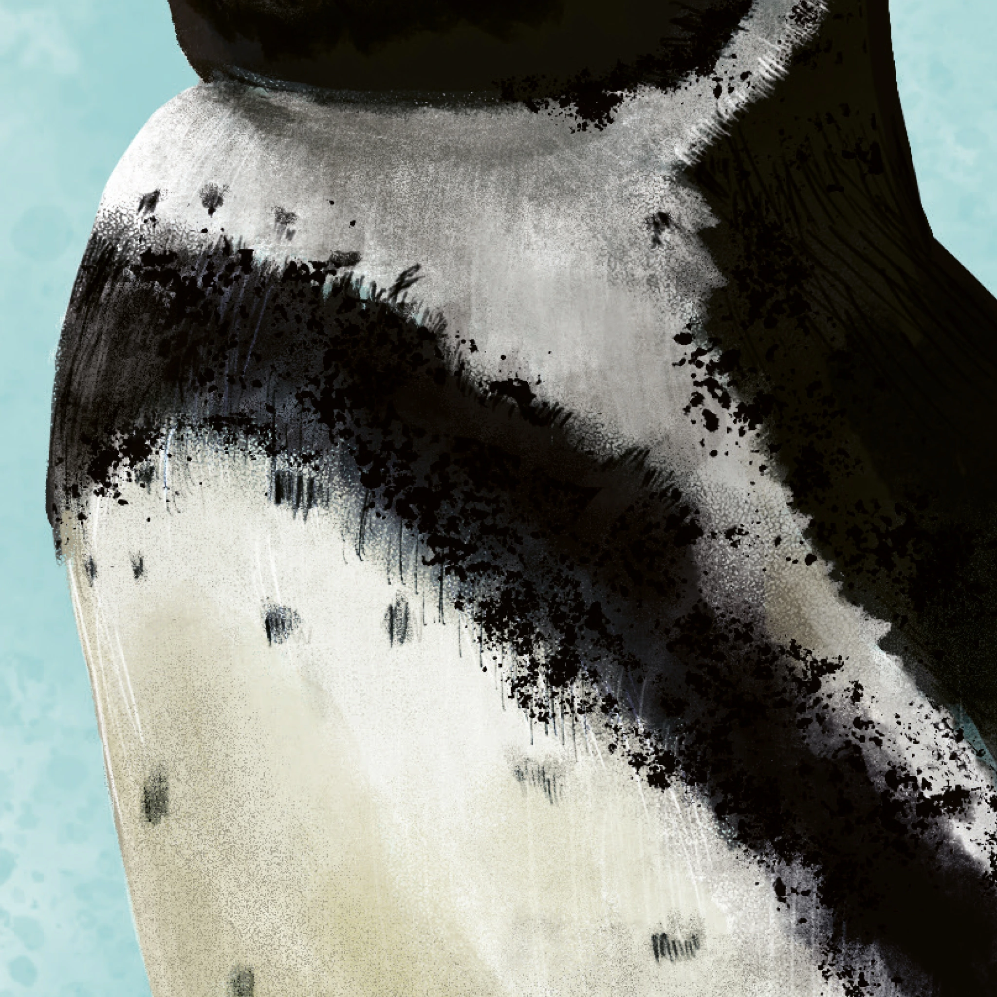 Gros plan sur l'illustration du plumage noir et blanc, du Manchot Humboldt. L'arrière-plan est bleu clair, façon tâches d'aquarelle.