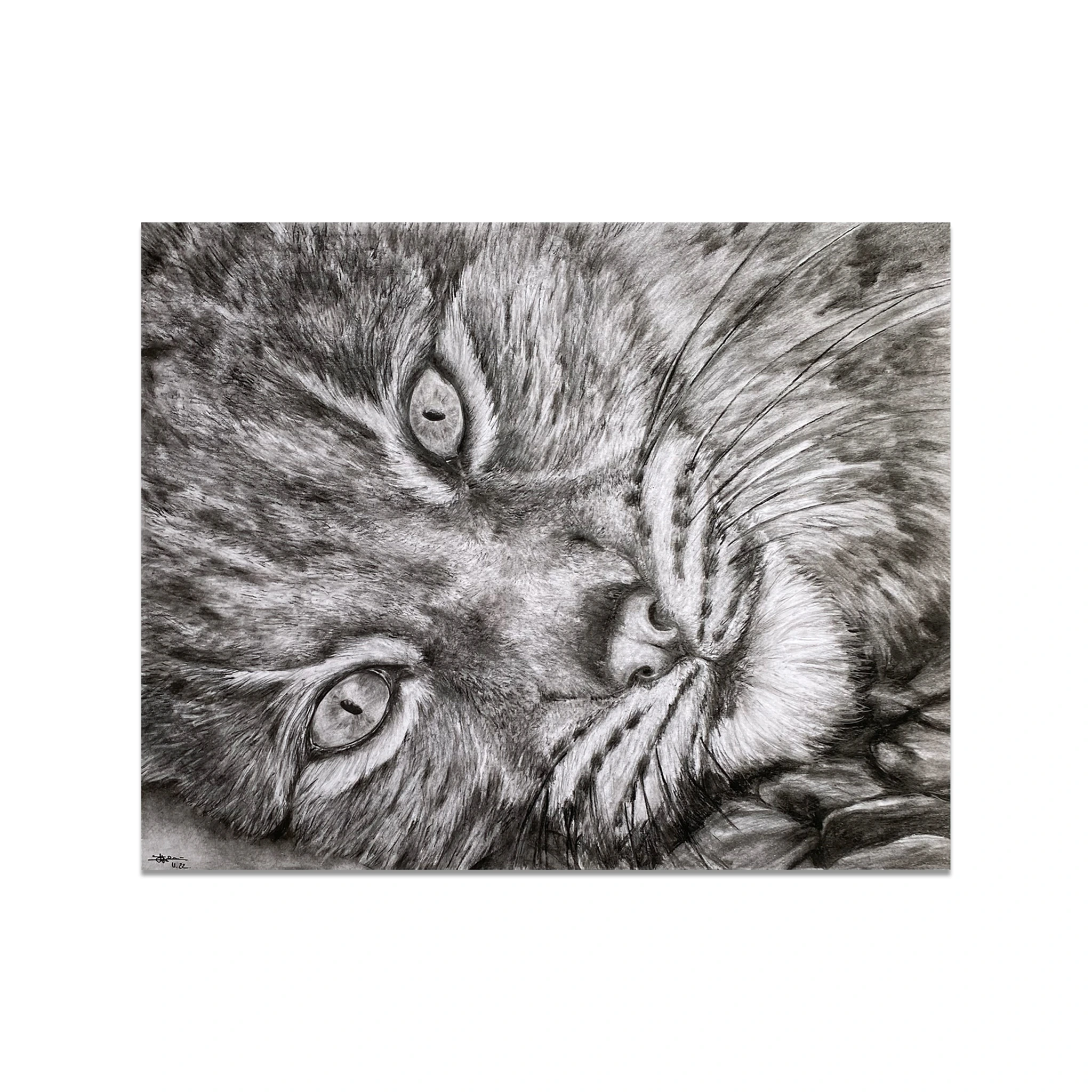 Dessin réaliste en noir et blanc d'un plan très rapproché d'un lynx couché sur des cailloux. Les yeux du félin sont ouverts et fixent le spectateur de l'oeuvre.