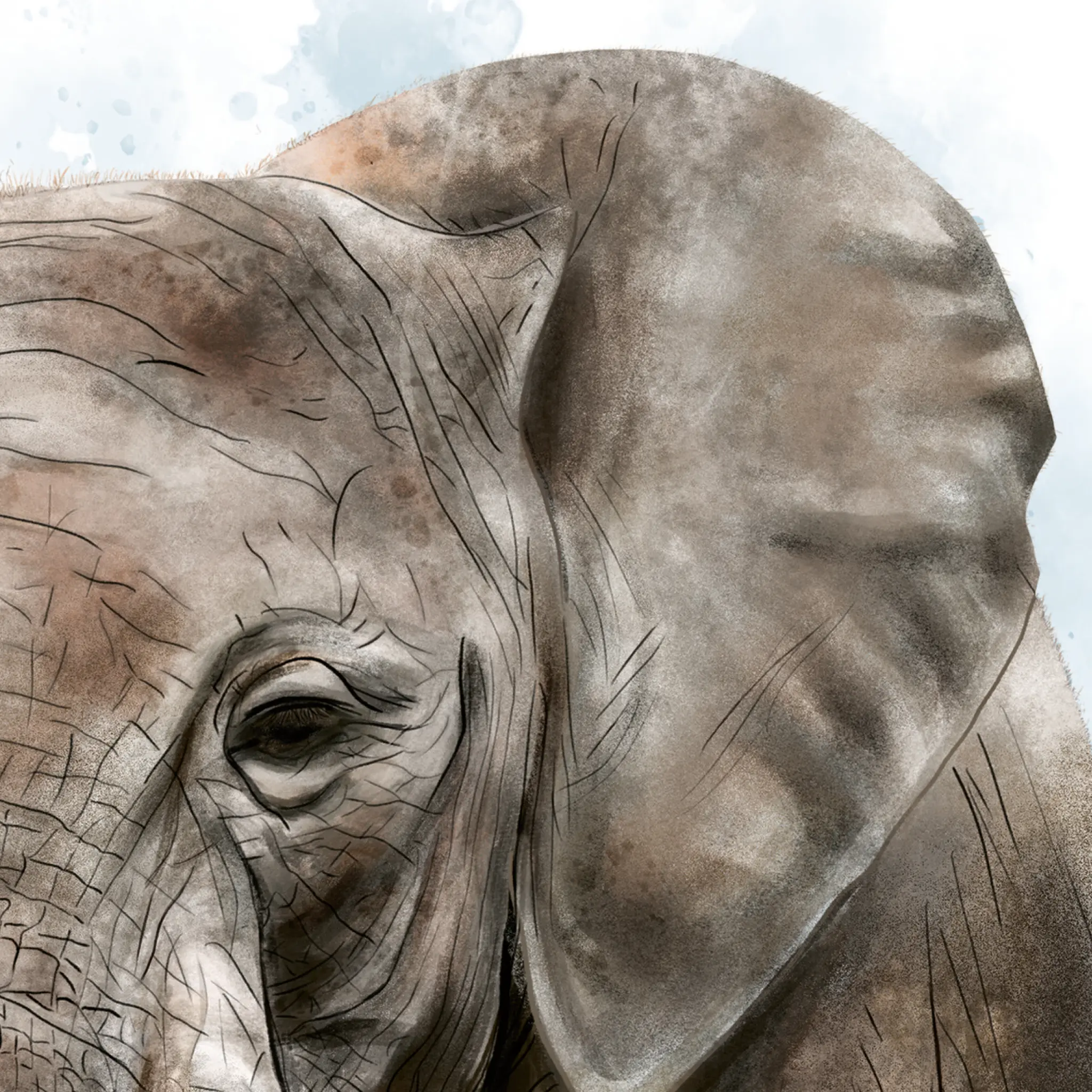 Gros plan d'une illustration colorée affichant les détails de l'oeil et de peau d'un éléphant d'Afrique.