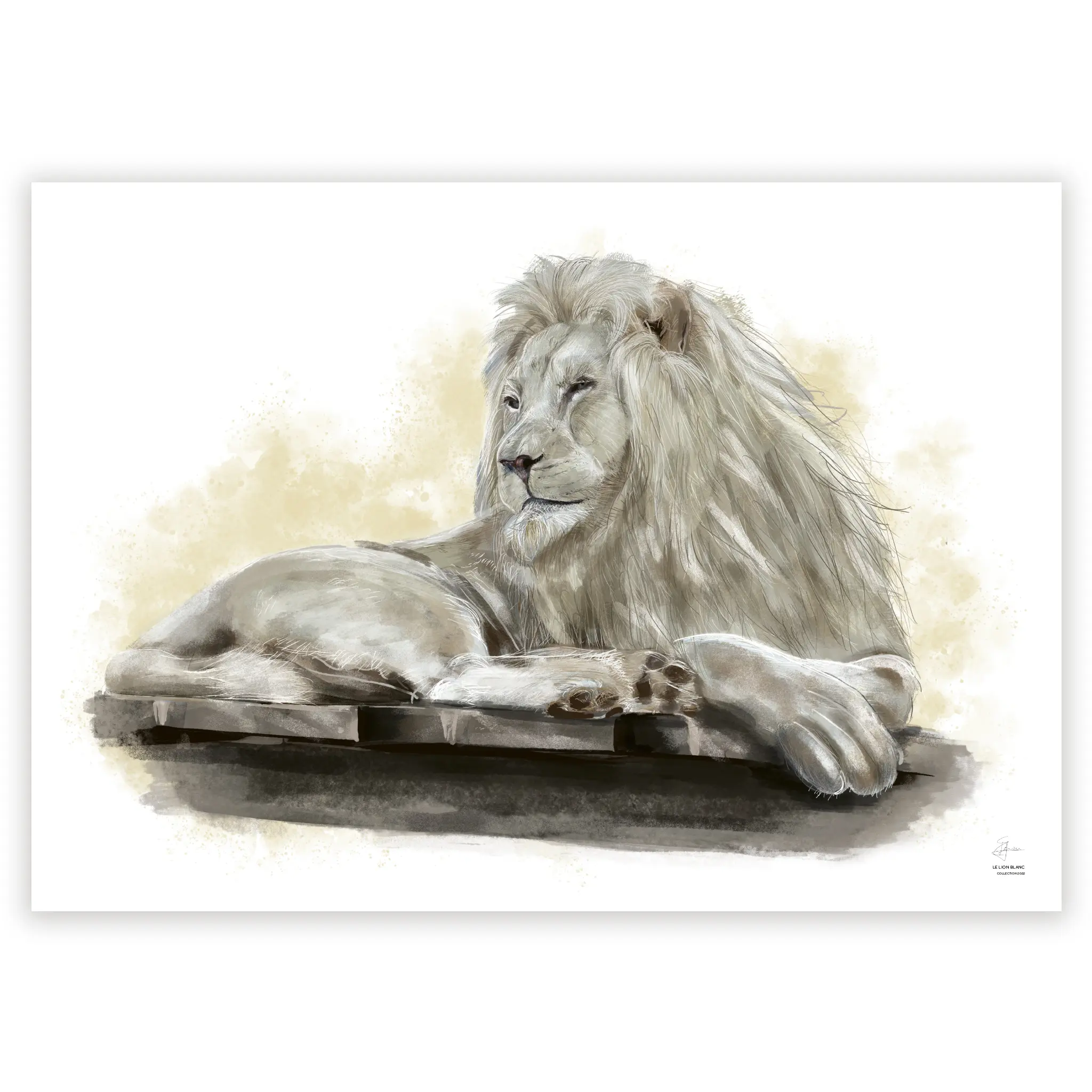 Illustration en couleur d'un Lion Blanc, à l'horizontale. Le félin est couché confortablement, sur une plateforme en bois et regarde vers l'horizon.